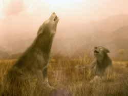 A wolf howls toward the sky while another lies in the grass in a misty landscape.