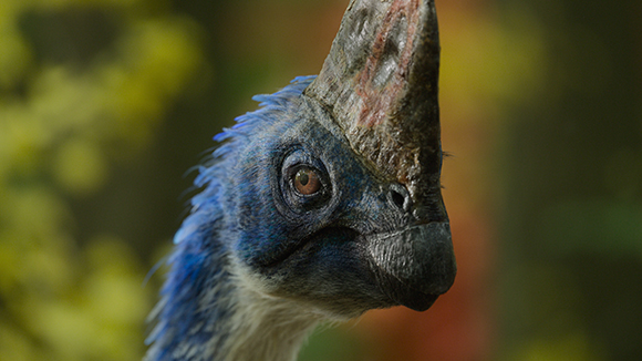 Close-up profile of a blue feathered dinosaur with a large, textured crest and dark eye.