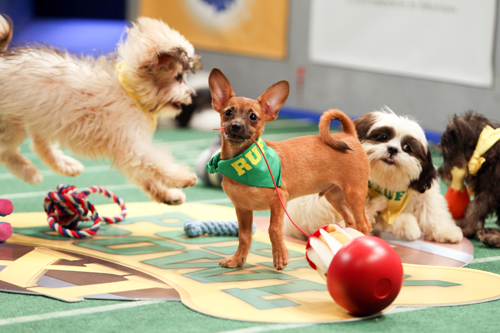 Four small dogs, including a tan chihuahua and a white Shih Tzu, on a green field with toys.
