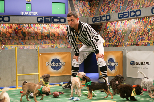 A referee in a black and white striped shirt leans over a group of small puppies on a green indoor field.