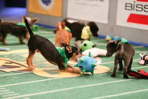 Multiple puppies playing with toys on a green indoor turf field.