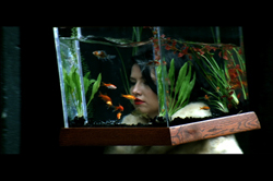 A person's face visible through a glass aquarium filled with water, green plants, and small orange fish.
