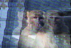 Glitchy, layered composite of several animal faces with blue and white tones.