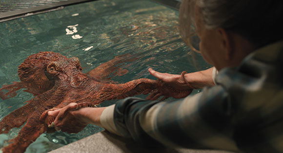 A person reaches their hands toward a large reddish-brown octopus in a water tank.