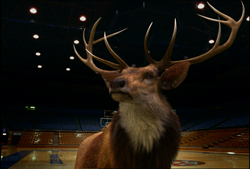 A large deer with wide antlers stands in the center of an empty indoor sports arena.