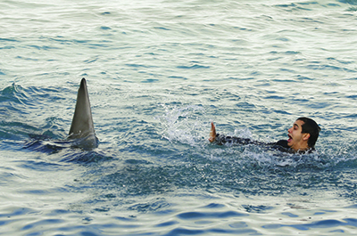 A man swims in blue ocean water next to a dark dolphin fin with water splashing.