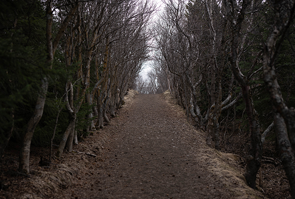 A dirt path leading through a corridor of leafless trees under a pale sky.