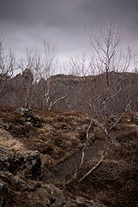 Leafless trees and shrubs grow among dark rocks and dry grass under a heavy, overcast sky.