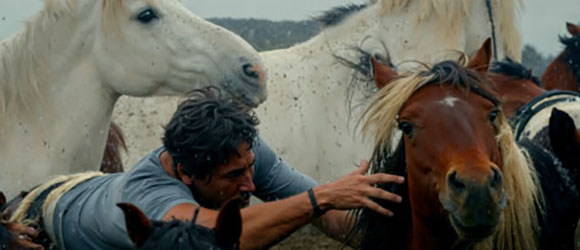 A man in a grey shirt reaches his hand toward a brown horse amidst several white horses.