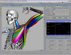 A computer screen showing a 3D anatomical model of a human skeleton and colorful muscle structures.