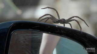 A large, dark-colored spider crawling on the top edge of a black car side mirror.