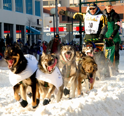 A team of sled dogs running through deep snow pulled by a musher.