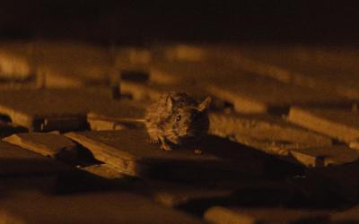 A small brown mouse sits on a dark, uneven stone surface under dim, warm lighting.