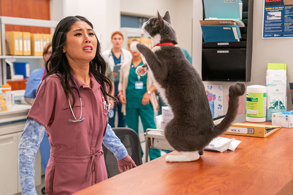 A woman in pink scrubs looks worried at a gray and white cat standing on its hind legs on a wooden counter.