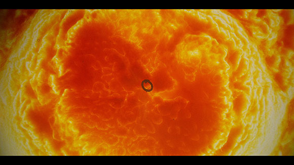 Swirling orange and yellow textured patterns with a small dark ring in the center.