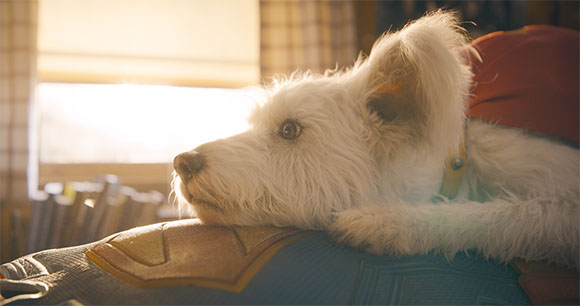 A small, fluffy white dog lies resting its head on a blue and gold patterned cushion in bright sunlight.