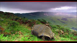 A large tortoise walks through green grass on a hillside overlooking a vast valley.