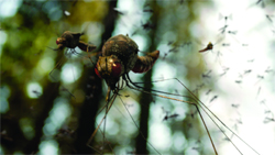 A large, long-legged insect surrounded by many small flying insects in a forest setting.
