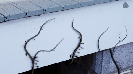 Several long, thin, dark worms crawl across a white horizontal ledge.