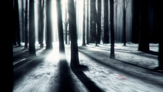Sunlight filtering through dark tree trunks in a snowy forest, casting long shadows on the ground.