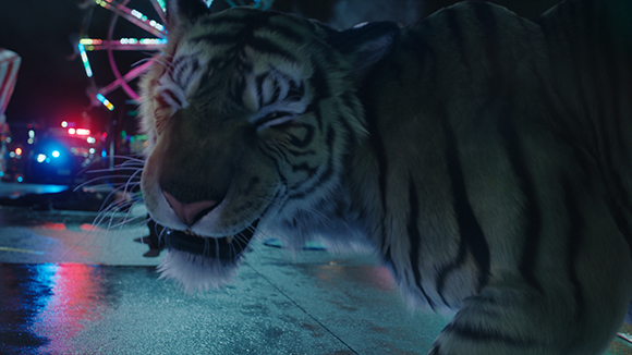 Close-up of a tiger with its eyes closed, standing on a wet street at night with carnival lights in the background.