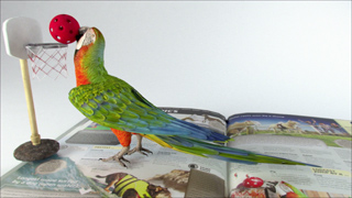 A green and red parrot holding a small red ball near a miniature basketball hoop on an open magazine.