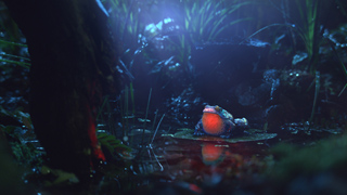 A small frog with a glowing orange belly sits in a dark, misty forest pool surrounded by grass and rocks.