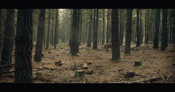 A wide view of a dense pine forest with a wild boar walking through the trees in the background.