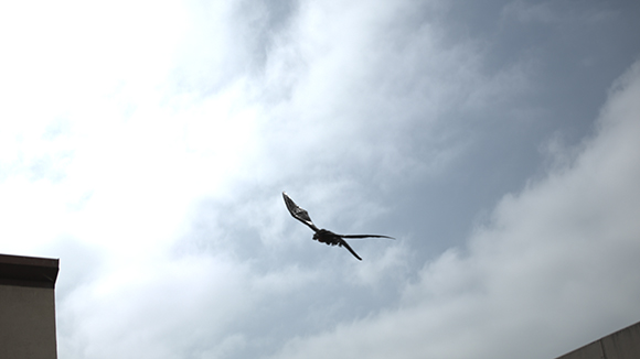 A dark bird flies through a bright, cloudy sky.