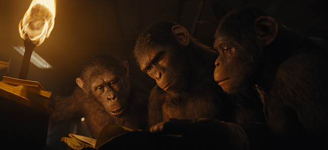 Three chimpanzees look intently at an open book illuminated by a bright torch in a dark setting.