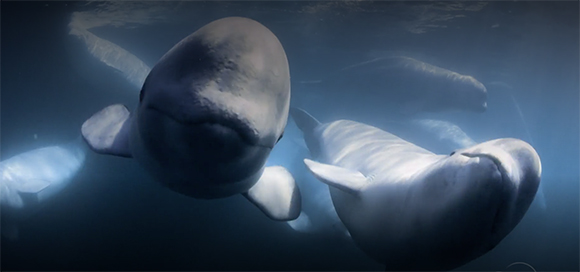 Two white beluga whales swimming in dark blue water.