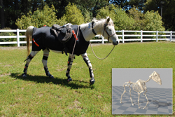 A white horse wearing black motion capture gear walking in a grassy field near a white fence.