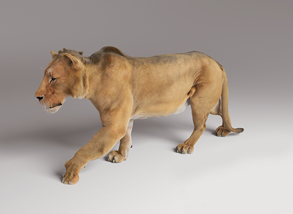 A taxidermy lioness in a walking pose against a solid gray background.