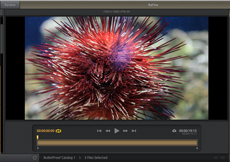 A close-up photograph of a red sea urchin with long spines displayed in a media player interface.