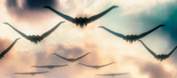 Silhouettes of several large birds with wide wingspans flying through a cloudy sunset sky.