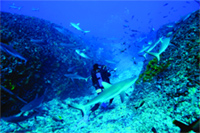 A scuba diver swims through a blue underwater canyon filled with several sharks.