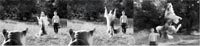 Three black and white frames showing a person jumping and flipping in a grassy field near a dog.