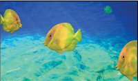 Three large yellow fish swim near a sandy seabed with one small green fish in the distance.