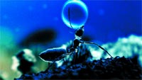 A dark ant silhouette looking up at a bright, glowing blue sphere against a blue background.