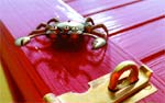 A brass crab-shaped handle attached to a bright red wooden surface next to a gold latch.