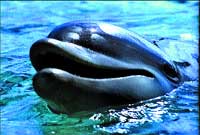 A dolphin's head peeks out from bright blue rippling water.
