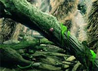 A mossy tree branch diagonally crossing a forest floor filled with decaying wood and vegetation.